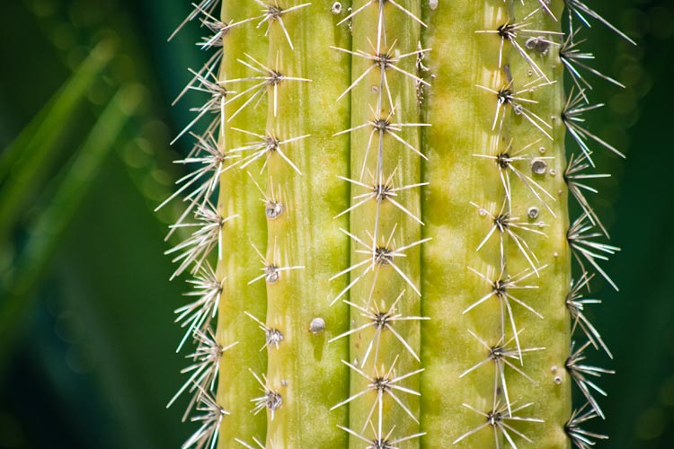 prickle-definition-and-meaning-with-pictures-picture-dictionary-books